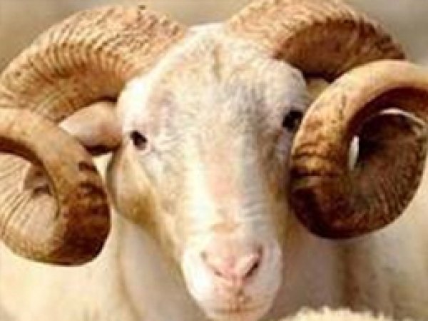 Kurbanlık Kuzular Çalındı