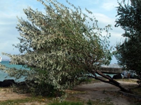 Çanakkale'de Kuvvetli Lodos Ağaçları Devirdi