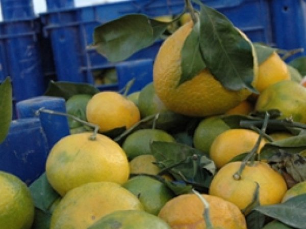 Mandalina Tezgahlarda Yerini Aldı