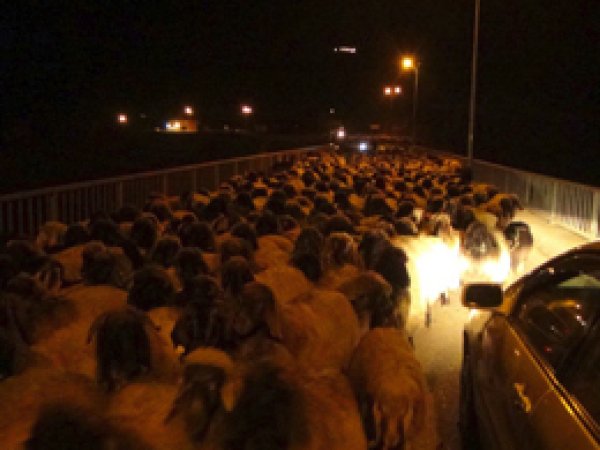 Göçerler Köprüyü Trafiğe Kapattı