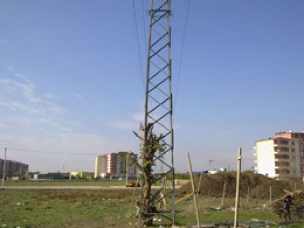 Elektirik Direği İçersinde Yetişen Ağaç Şaşırtıyor