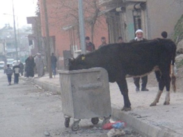 Siirt'te Hayvanlar Özgür