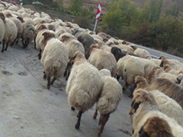 Bitlis'te Hayvan Hırsızlığı