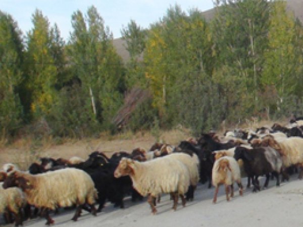 Hayvan Hırsızı Yakalandı