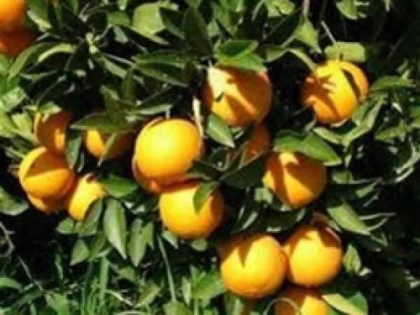 Türkiye, Narenciye Üretiminde Dünyada 10. Sırada