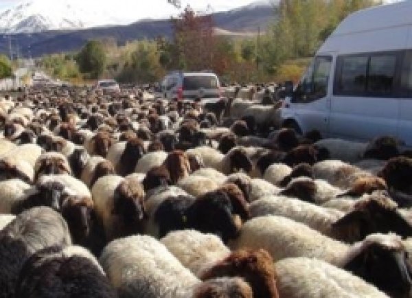 Koyun Sürüleri Trafiği Adeta Felç Etti