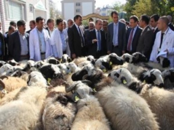 35  Yetiştiriciye Koç Dağıtıldı 