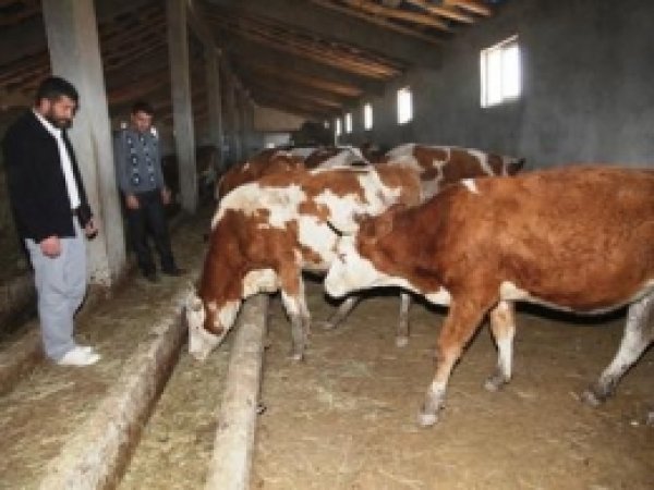 Hibe Destekleri Çiftçilere Can Simidi Oldu 