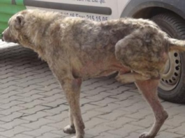 Halk, Başıboş Köpeklerden Rahatsız 