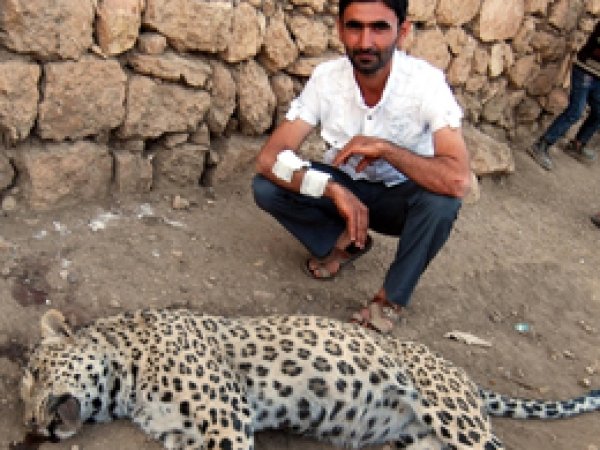 Diyarbakır'da Öldürülen Leopar