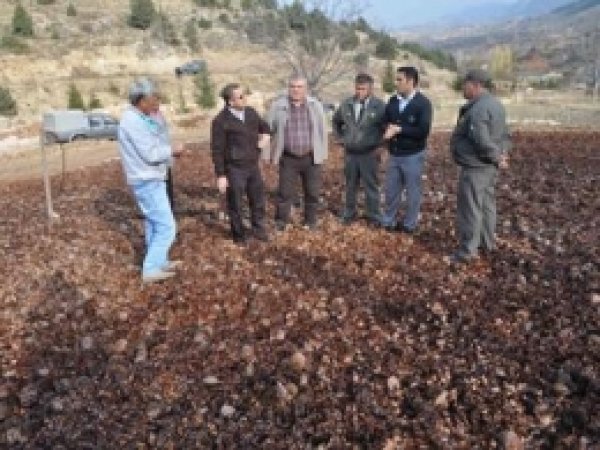 Sedir Kozalakları Köylülerin Geçim Kaynağı Oldu 