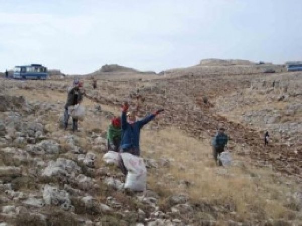 Silifke'de Sedir Tohumları Ekiliyor  