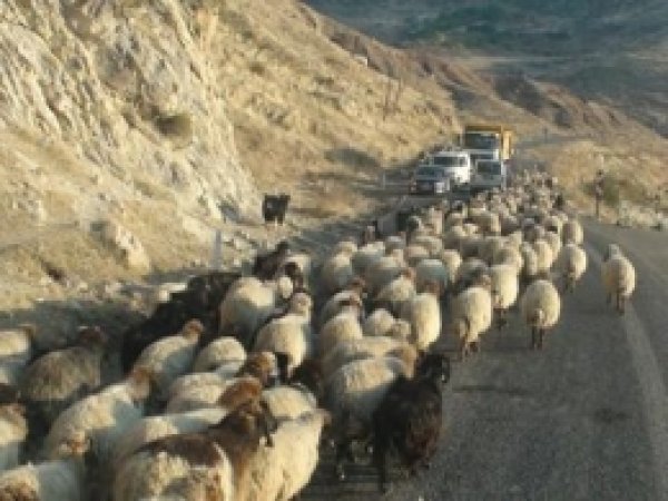 Koçerler Yaylalardan Dönüyor 