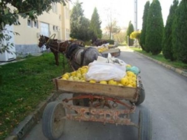 Ayva Hırsızlarına Suçüstü 