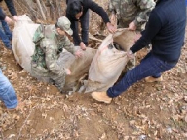 Genç'te 239 Kilo Esrar Ele Geçirildi  