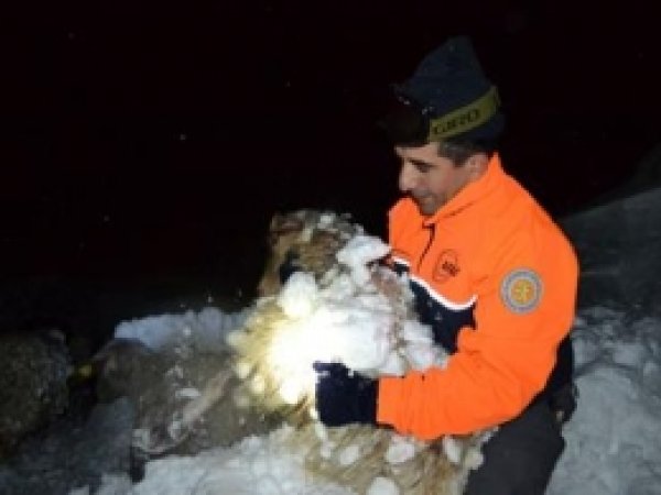 Mahsur Kalan Çobanlar Kurtarıldı 