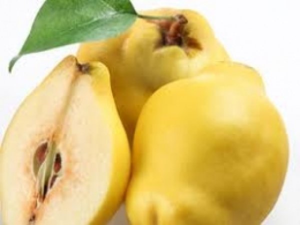 Türkiye Ayva Üretiminde Dünya Birincisi 