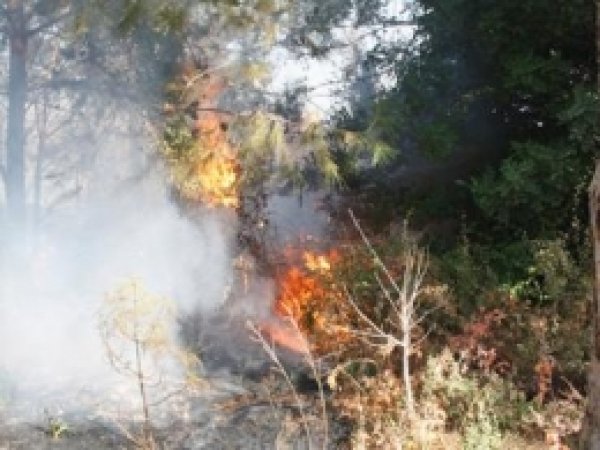 Mersin'de Orman Yangını 