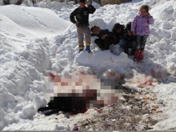 Aç Kurtlar Bekçi Köpeklerini Parçaladı