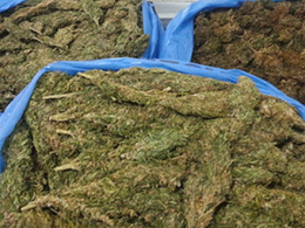 Palu'da 150 Kilogram Esrar Ele Geçirildi