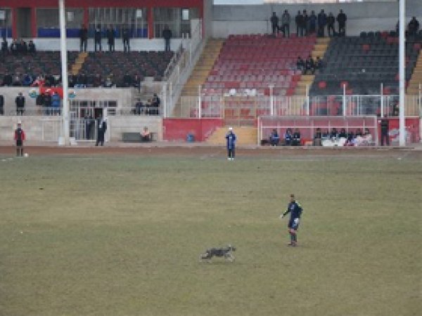 Amatör Maçta Köpek Sahaya İndi