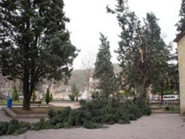 Şiddetli Rüzgardan Ağaç Devrildi
