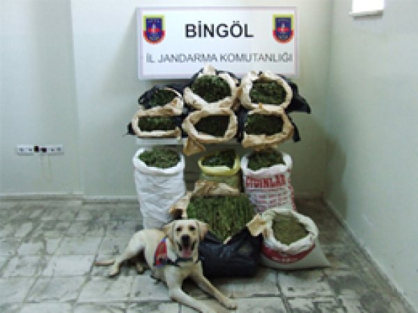 Bingöl'de Esrar Operasyonları