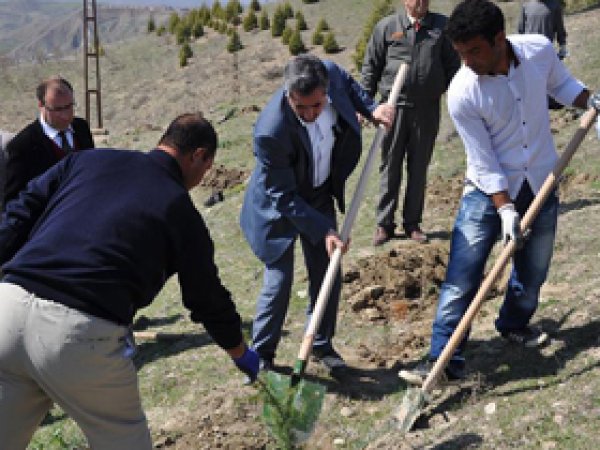 Palu'da 2 bin Adet Fidan Dikildi