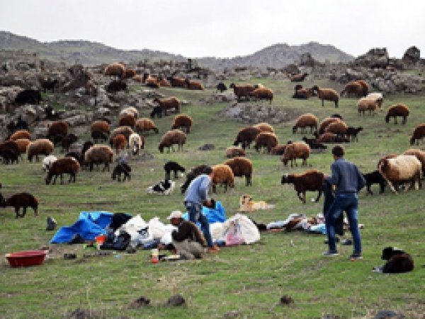 Çobanların Yayla Serüveni Başladı