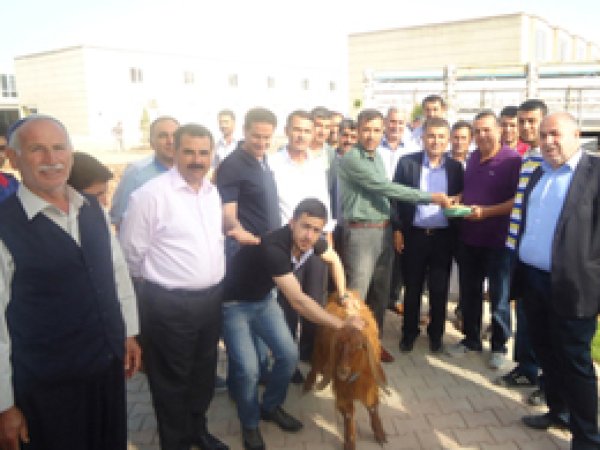 Kızıltepe'de İlk Arpa Hasadı Yapıldı