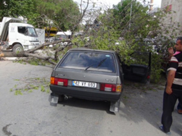 Ağaç Otomobilin Üzerine Devrildi