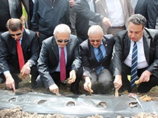 Sivas'ta Çiftçilere Çilek Fidesi Dağıtıldı