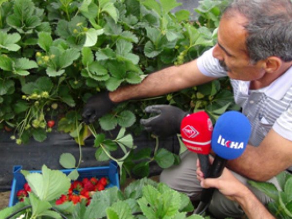 Genç'te Yerli Çilek Dönemi