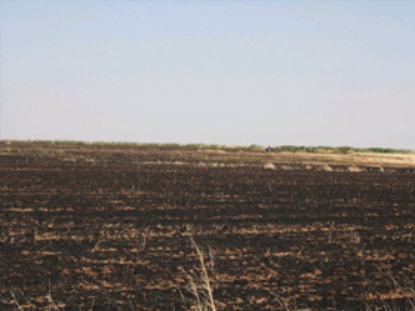 Nusaybin'de Buğday Tarlası Kül Oldu
