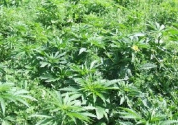 Diyarbakır'da 60 Milyon Liralık Kenevir Ele Geçirildi