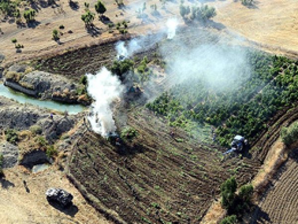 Diyarbakır'da 5.4 Milyon Kök Hint Keneviri İmha Edildi