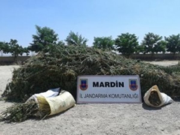 Mardin'de Hint Kenevir Bitkisi Ele Geçirildi