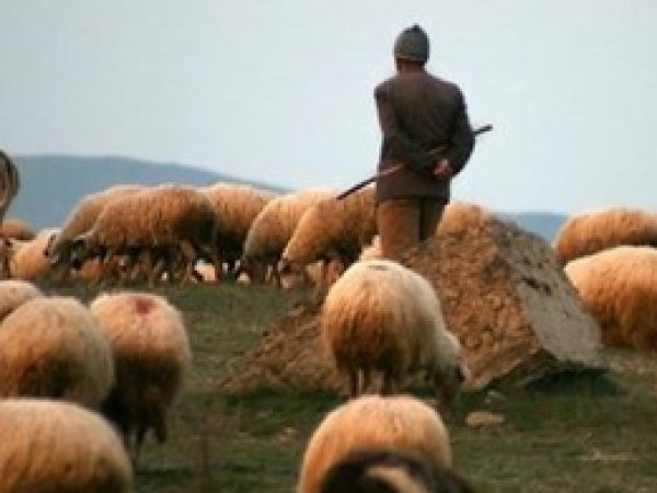 Kurtlar Koyun Sürüsüne Saldırdı, 2 Çoban Kayıp 