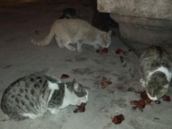 Urfa'da 'İnsanlık Ölmemiş' Dedirten Olay 