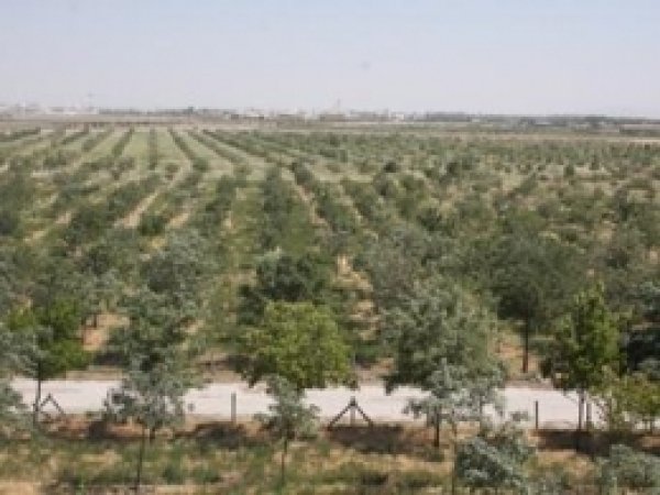Konya'da Ağaçlandırma Çalışmalarına Devam 