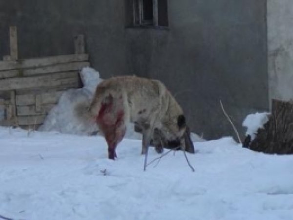 Sokak Köpekleri Tehlike Saçıyor 