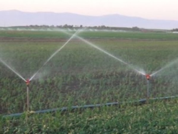 Kızıltepe'de 2013'te Bin 353 Bin Dekar Ekildi 