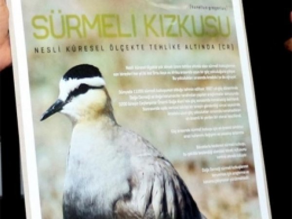 'Sürmeli Kız Kuşu' Ceylanpınar'ın Simgesi Olacak 