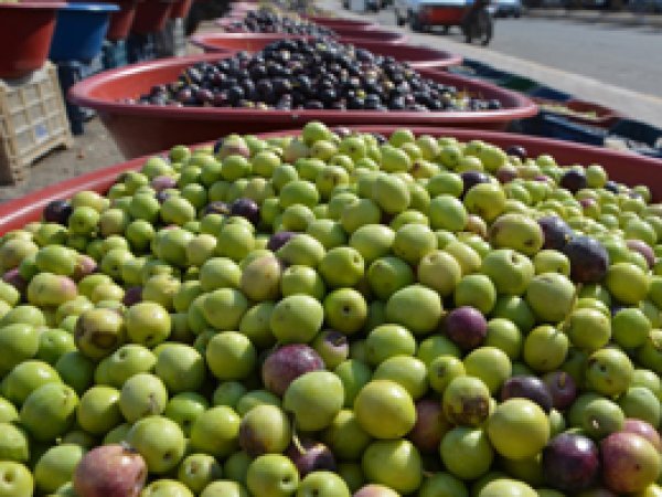 Zeytin Fiyatları Yüksek Satışlar ise Durgun 