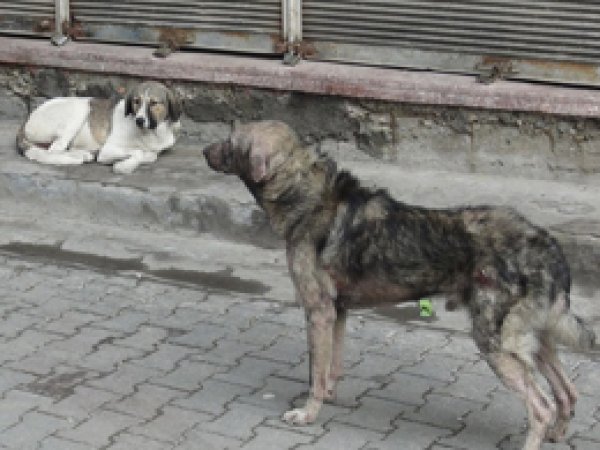 Belediyeye 'Başıboş Köpek' Tepkisi