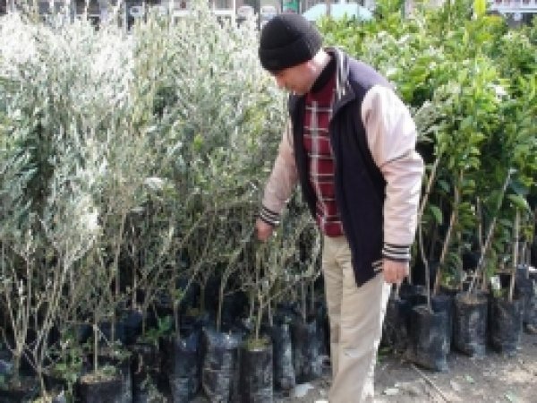 Cizre'de Fidan Satışları Erken Başladı 