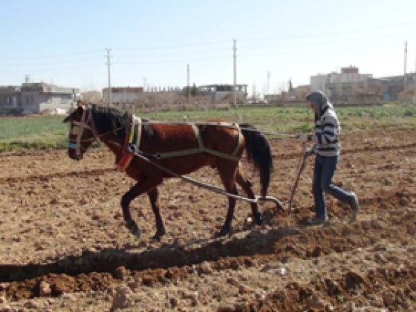Komşusundan Ödünç Aldığı Atla Tarlasını Sürüyor 