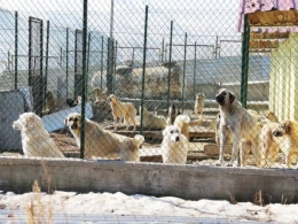 700 Sokak Hayvanın Tedavisi Yapıldı 