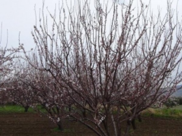 İzmir'de Ağaçlar Erken Çiçek Açtı 