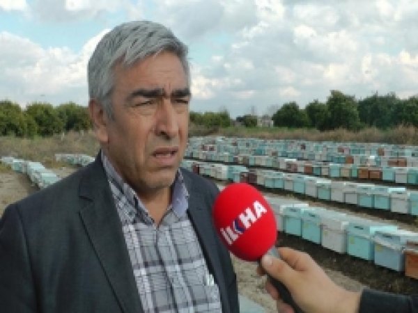 Türkiye'de Acilen Arı ıslah Çalışması Yapılmalıdır 
